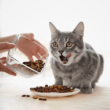 Buy cat food, cat litter and pet accessories in Bangladesh from Modina Pet Shop