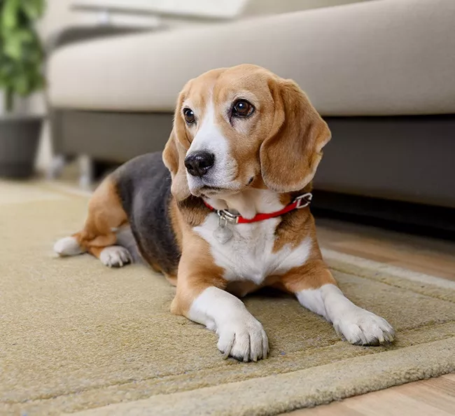 আপনার প্রিয় পোষা প্রাণীকে সুখী রাখার কিছু সহজ উপায়